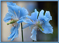 Picture Title - Blue Beauties