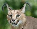 Picture Title - Caracal