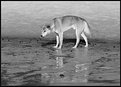 Picture Title - Fraser Island Dingo.