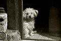 Picture Title - doggy