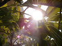 Picture Title - a caterpillar's world