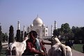 Picture Title - Taj Mahal & Cows 