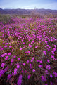 Picture Title - The Desert in Bloom No. 2