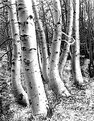 Picture Title - Dancing Aspens