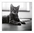 Picture Title - Clever Cat