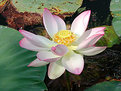 Picture Title - lotus flower