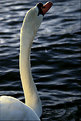 Picture Title - Sunset Swan