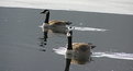 Picture Title - geese in thawing lake