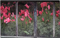 Picture Title - Tulips Through Glass