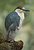 Black-crowned Night Heron