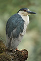 Picture Title - Black-crowned Night Heron