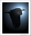Picture Title - Eagle Still Flying