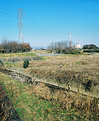 Picture Title - Walking through the reeds