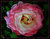 First Spring Full Rose 2005