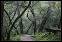 Picture Title - mount tamalpais path