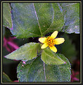 Picture Title - Tiny Yellow Flower