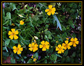 Picture Title - Tiny Clover Flowers