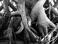 Picture Title - roots