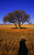 lonely tree-with photographer