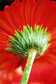 Picture Title - red flower