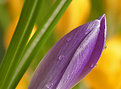 Picture Title - Crocus with drops...