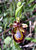 Ophrys speculum