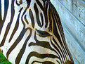 Picture Title - Zoo Zebra