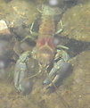 Picture Title - Crayfish coming out of the cold