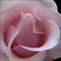 Picture Title - Perfect Rose