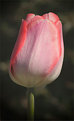 Picture Title - Spring Tulip