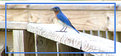 Picture Title - Eastern Bluebird