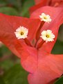 Picture Title - Bougainvilla