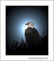 Picture Title - Eagle Perched