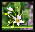 Picture Title - Tiny White Flower