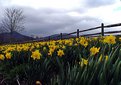 Picture Title - Gabrielle's Daffodils