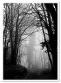 Picture Title - Nel bosco