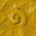 Picture Title - koru1