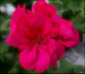 Picture Title - Pelargonium