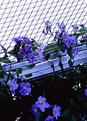 Picture Title - The blue fence