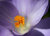 Crocus