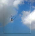 Picture Title - First mosquito