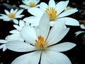 Picture Title - BLOODROOT