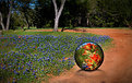 Picture Title - Crystal Ball and Bluebonnets