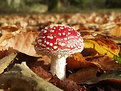 Picture Title - Fly agaric