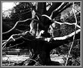 Picture Title - Old tree -2-