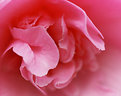 Picture Title - Camelia flower