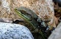 Picture Title - alligator lizard