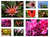 Flowers' collage 