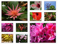 Picture Title - Flowers' collage 
