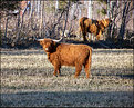 Picture Title - A hamburger with attitude